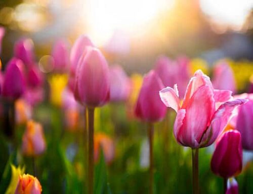 Spring Has Sprung—Is Your Home Ready?